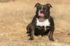 American Bully com língua de fora