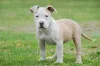 American Bully filhote ao ar livre