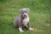 American Bully filhote sentado em gramado