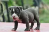 Filhote de American Bully em pé com a boca aberta
