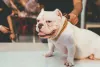 American Bully micro: preço da raça pode variar muito