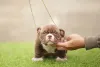 O American Bully micro filhote deixa qualquer um babando