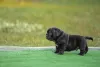 Cachorro American Bully micro será o xodó da família