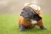 O American Bully filhote é muito dócil