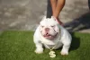 O American Bully micro: estética do cãozinho parece feroz, mas ele é um amor de quatro patas