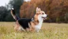 O cachorro Welsh Corgi tem o corpo compacto e pernas curtas