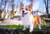 Corgi: raça era utilizada como cão de pastoreio, por isso está sempre alerta