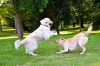 Passear com cachorro é muito importante para ele socializar com outros animais, pessoas e ambientes!