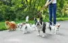 Você pode contratar um passeador de cães para revezar as caminhadas. Seu peludo vai adorar!