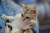 Gato: raça Singapura precisa de cuidados desde filhote