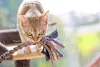 Gato: raça Singapura é muito ativa e precisa de estímulo com brinquedos