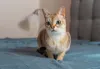 Gato Singapura: tamanho pequeno da raça impressiona