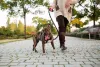 Passear com cachorro ajuda a manter a saúde do peludo e evita a obesidade canina!