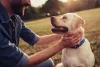 O passeio ajuda a estreitar os vínculos com o seu cachorro!