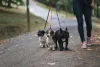 O passeio com cães pode ser um momento para você relaxar na companhia do seu amigo!