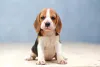 Beagle filhote sentado