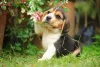 Beagle filhote com patinha levantada