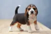 Beagle filhote em pé olhando para frente