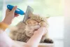 A rasqueadeira para gatos é um dos modelos mais populares