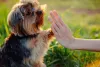 O cachorro é um amigo para contar em todos os momentos. Sabe quando você estiver triste ou doente? Ele estará por perto!