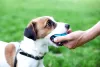 Uma prova de amor de cachorro é ele te chamar para brincar. Cães amam compartilhar momentos felizes com seus donos!