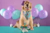 Laço para cachorro grande, como um Golden Retriever, também fica puro charme