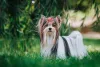Cachorros com laço ficam apaixonantes, como o Biewer Terrier
