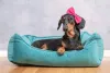 Laço para cachorro: pelo curto não é motivo para deixar de enfeitar o pet