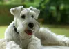 O Schnauzer branco é um dos quatro padrões de cores possíveis da raça