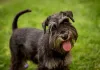 O cachorro Schnauzer é destemido e protetor, mas ao mesmo tempo é dócil e brincalhão