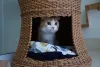 Camas para gatos no modelo puff: duas opções para o bichano dormir!