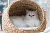 Cama para gato: iglus são ótimos para os felinos que gostam de se esconder!