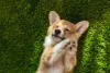 A raça de cachorros pequenos Corgi é muito leal e carinhosa