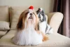 Uma das raças de cães pequenos mais populares é o Shih Tzu