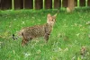 Outro gato híbrido é o Savannah, uma raça que é descendente do Serval Africano