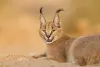 O Caracal é uma raça de gato selvagem que até tem versão híbrida, mas prejudica os animais
