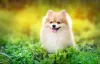 A segunda menor raça de cachorro do mundo é o Lulu da Pomerânia