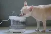 O bebedouro automático para cachorro pode ser no estilo fonte