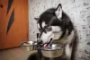 Outra opção de bebedouro de cachorro é o modelo elevado, indicado para cachorros grandes e idosos