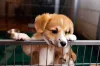 Você pode usar o cercado de cachorro para treinar filhotes. O ideal é, desde cedo, fazer com que ele associe aquele espaço limitado a algo positivo!