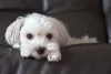 Todo cachorro braquicefálico precisa de cuidados específicos com a saúde