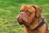É sempre importante levar água nos passeios com cães braquicefálicos