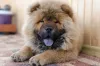 Cachorros braquicefálicos podem apresentar problemas respiratórios ao longo da vida