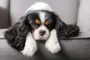 Tutor deve estar atento ao cachorro braquicefálico no verão