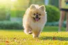 Os cachorros braquicefálicos costumam ser muito amorosos
