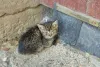 Panleucopenia Felina: o gato filhote pode ser afetado ainda na barriga da mãe, adquirindo problemas de locomoção e tremores na cabeça.