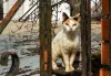 Gato doente: o felino com panleucopenia apresenta sintomas como anorexia, febre e diarreia.