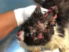 Doença de gato esporotricose: fotos ressaltam a rapidez com que as lesões se disseminam