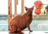 Gatos obesos: esse felino da foto equivale ao número 9 da tabela de escore corporal. Ele está obeso e apresenta dificuldades de locomoção e para expressar seus comportamentos básicos, como se lamber. Nesse caso, ele precisa fazer uma dieta com acompanhamento de um veterinário.