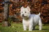 West Highland White Terrier é um belo cachorro de pelagem branca